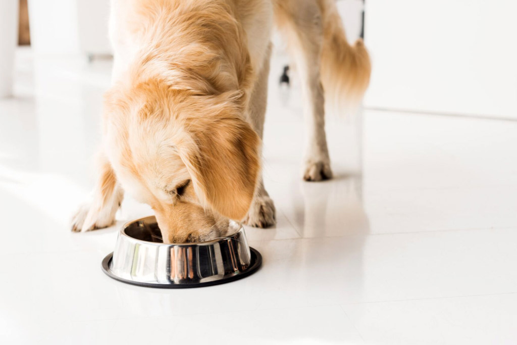 An Ultimate Guide to Your Dog’s Nutrition