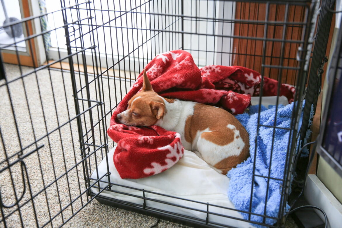 Dog Cage-Things to consider